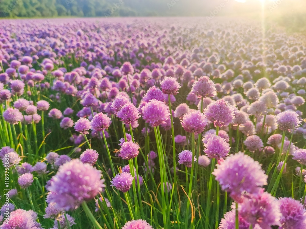 Obraz premium Wild meadow of pink clover flower bloom in green grass field in natural soft sunset sunlight of spring time. Summer outdoor landscape with pastel colors of beautiful countryside nature blossom