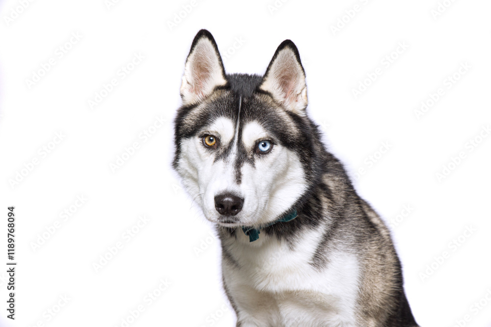 cute dog on an isolated background in a studio shot cute dog on an isolated background in a studio shot