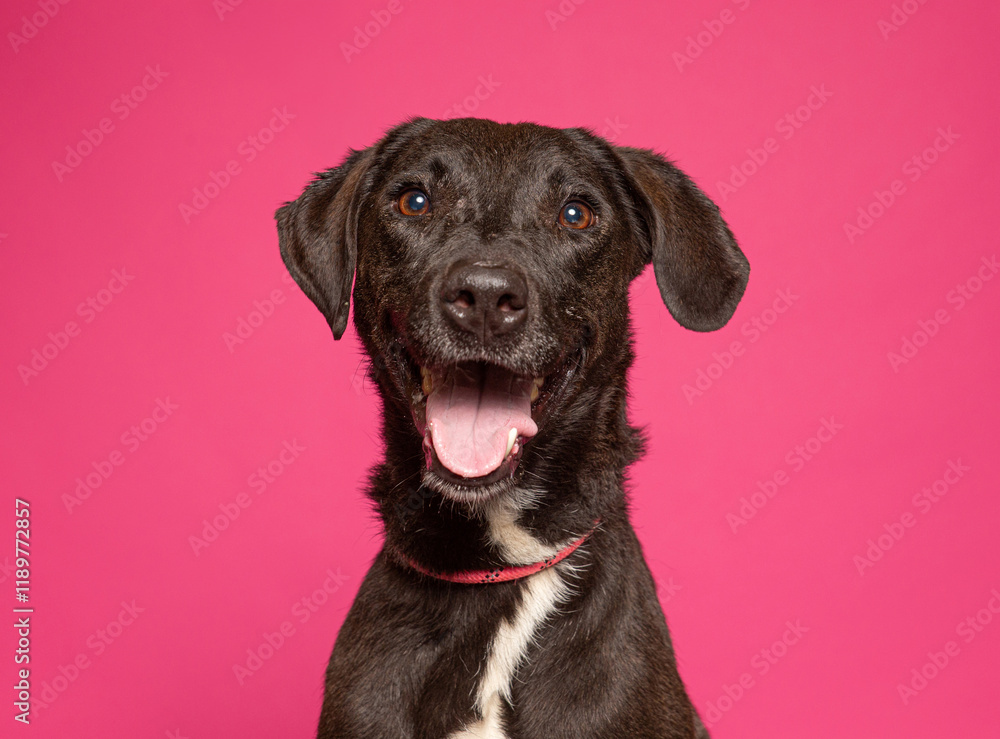 Fototapeta premium cute dog on an isolated background in a studio shot