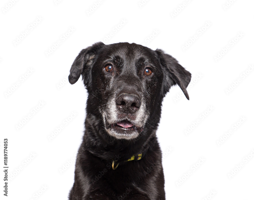 cute dog on an isolated background in a studio shot cute dog on an isolated background in a studio shot