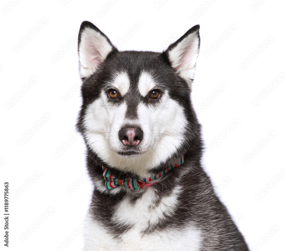 cute dog on an isolated background in a studio shot cute dog on an isolated background in a studio shot