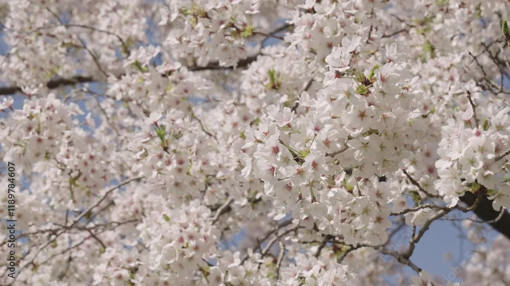 Beautiful spring Sakura flower on cherry tree. Sakura flower in bloom in spring. Spring nature. Blossoming life. Sakura with blooming flower. Blossom spring season. Japanese cherry. Sakura blossom Beautiful spring Sakura flower on cherry tree. Sakura flower in bloom in spring. Spring nature. Blossoming life. Sakura with blooming flower. Blossom spring season. Japanese cherry. Sakura blossom
