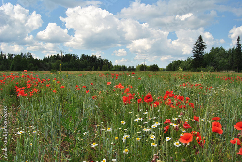 Poppies and daisies in a field in Renda, Latvia photo