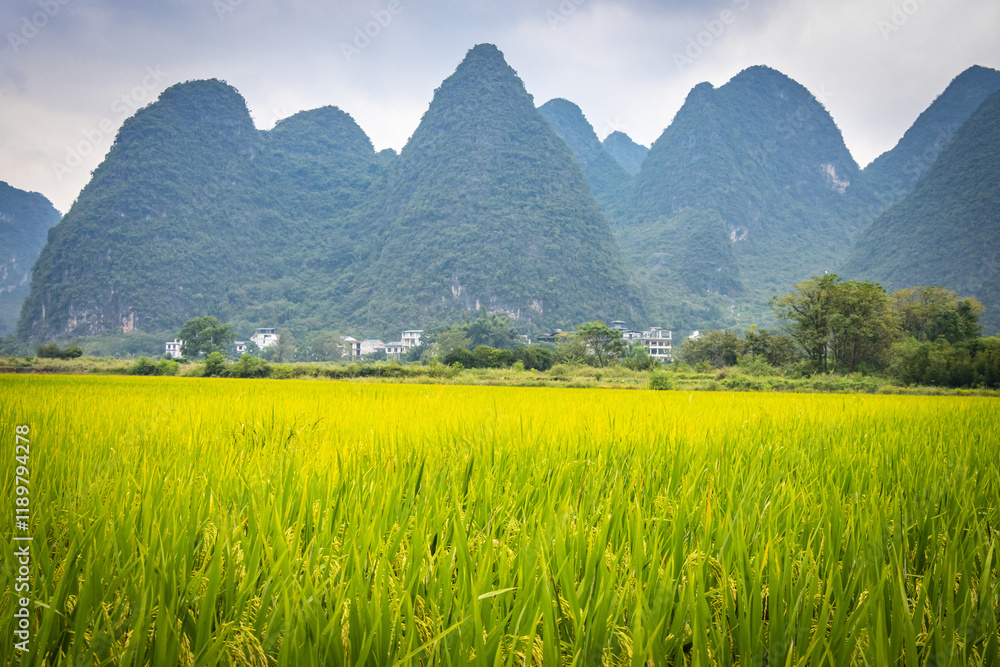 rice paddies, rice, karst landscape of yangshuo, yangshuo, china, guilin, limestone, mountains rice paddies, rice, karst landscape of yangshuo, yangshuo, china, guilin, limestone, mountains