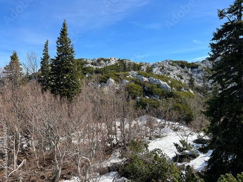 The last remnants of spring snow after a long and harsh mountain winter - Northern Velebit National Park, Croatia (Posljednji proljetni ostaci snijega nakon duge i oštre zime - NP Sjeverni Velebit) photo