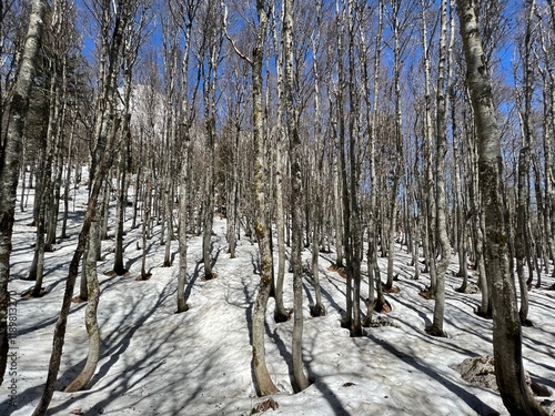 The last remnants of spring snow after a long and harsh mountain winter - Northern Velebit National Park, Croatia (Posljednji proljetni ostaci snijega nakon duge i oštre zime - NP Sjeverni Velebit) photo