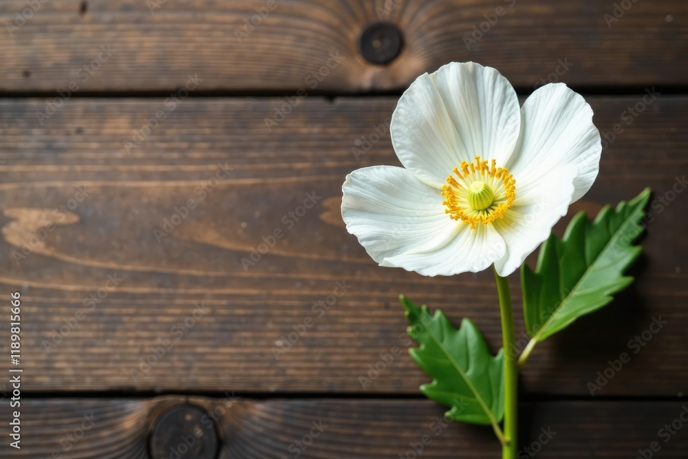 Obraz premium Single white eustoma flower isolated on a rustic wooden background, Eustoma blooms, Wooden surface