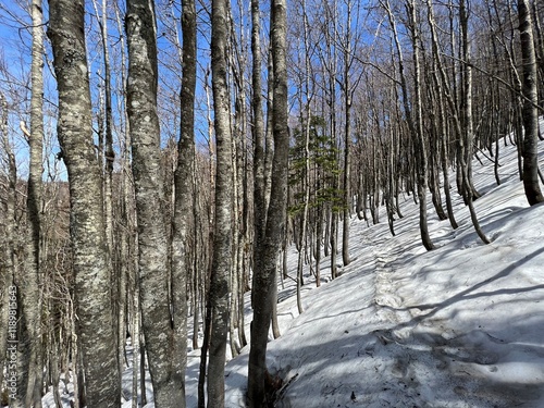 The last remnants of spring snow after a long and harsh mountain winter - Northern Velebit National Park, Croatia (Posljednji proljetni ostaci snijega nakon duge i oštre zime - NP Sjeverni Velebit) photo