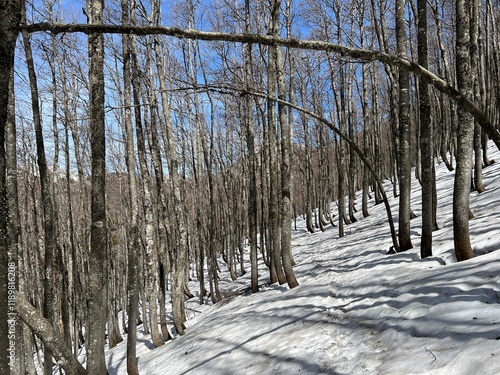 The last remnants of spring snow after a long and harsh mountain winter - Northern Velebit National Park, Croatia (Posljednji proljetni ostaci snijega nakon duge i oštre zime - NP Sjeverni Velebit) photo