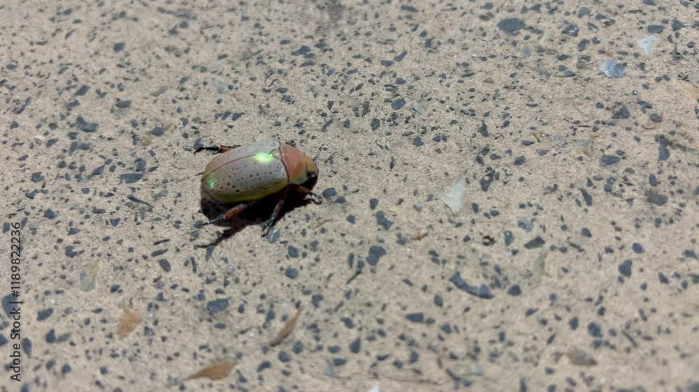 Christmas Beetle bug on ground close up view Christmas Beetle bug on ground close up view