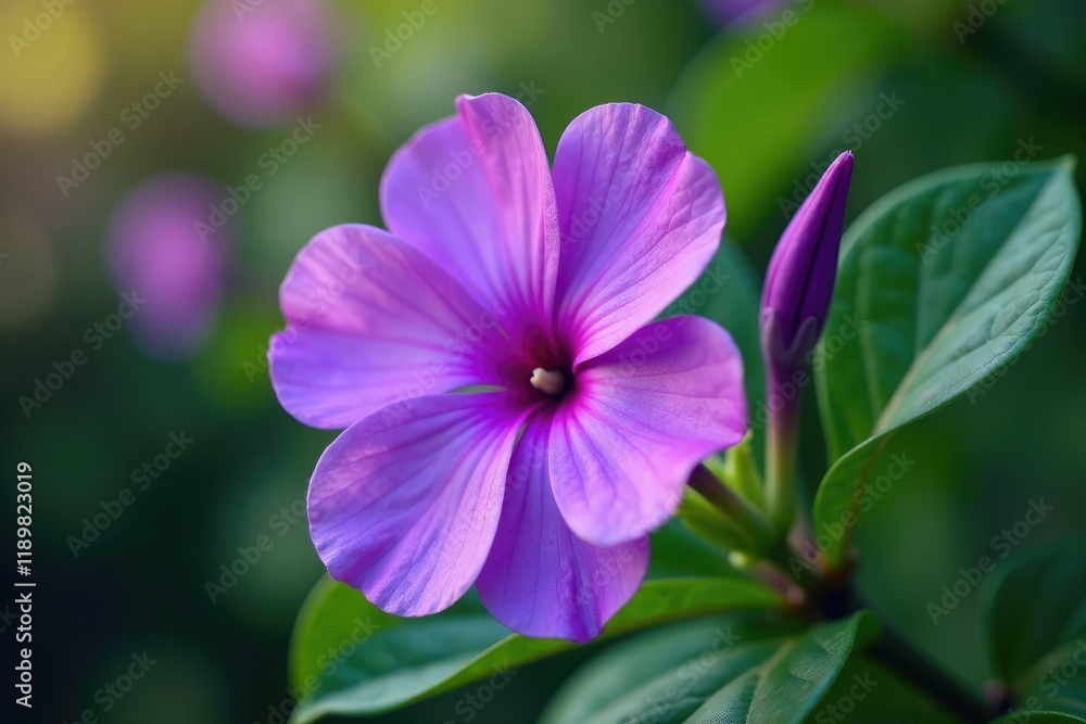 Violet flower of periwinkle lat Vinca in full bloom, bloom, color Violet flower of periwinkle lat Vinca in full bloom, bloom, color