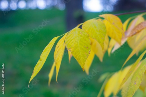 Close-up of yellow-orange autumn leaves on a thin branch, outdoor setting with greenery and possible gardenpark structure in the background, vibrant leaves contrasting softer surroundings photo