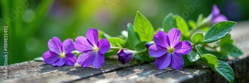 delicate purple violet flowers with small green leaves on a wooden garden bench, foliage, floral photo