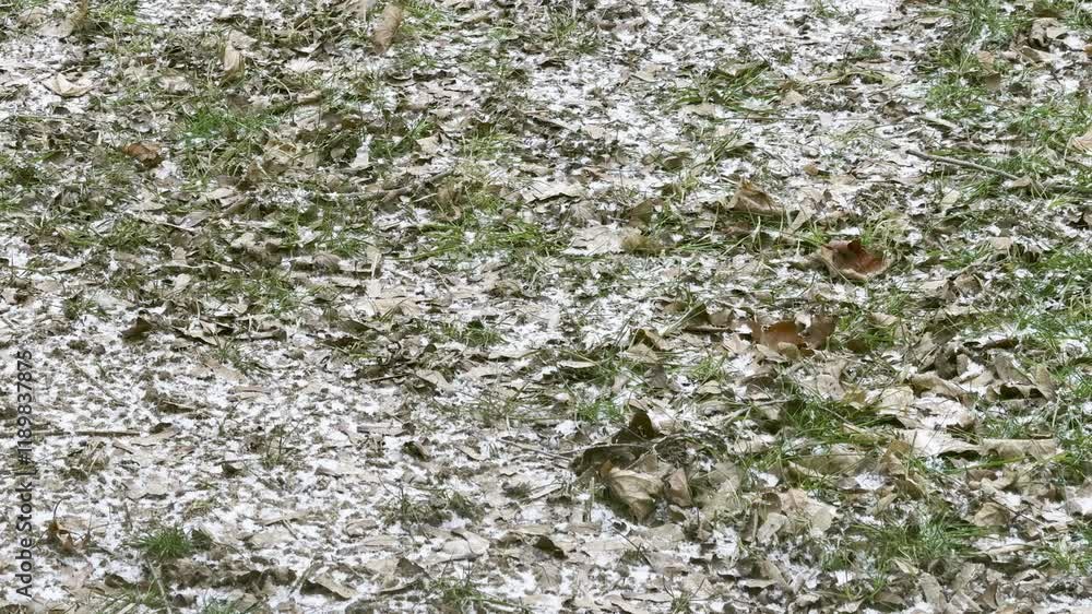 Snow is falling and accumulating on the grass. Snow is falling and accumulating on the grass.
