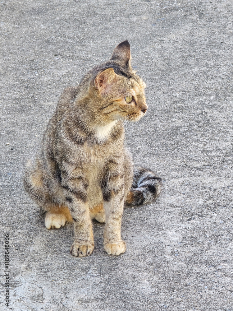 Obraz premium cat on the street