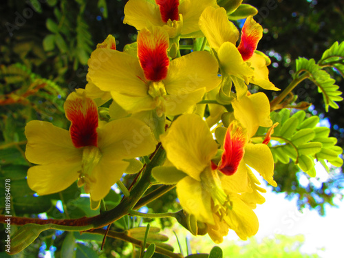 Beautiful yellow flowers of the Pau Brasil tree on a beautiful sunny day photo