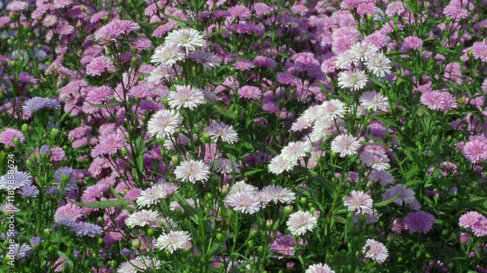 Margaret's flower field, colorful in the garden Margaret's flower field, colorful in the garden