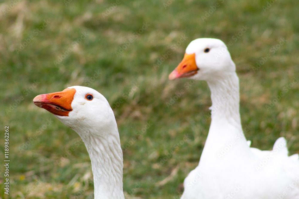 Ducks Ducks