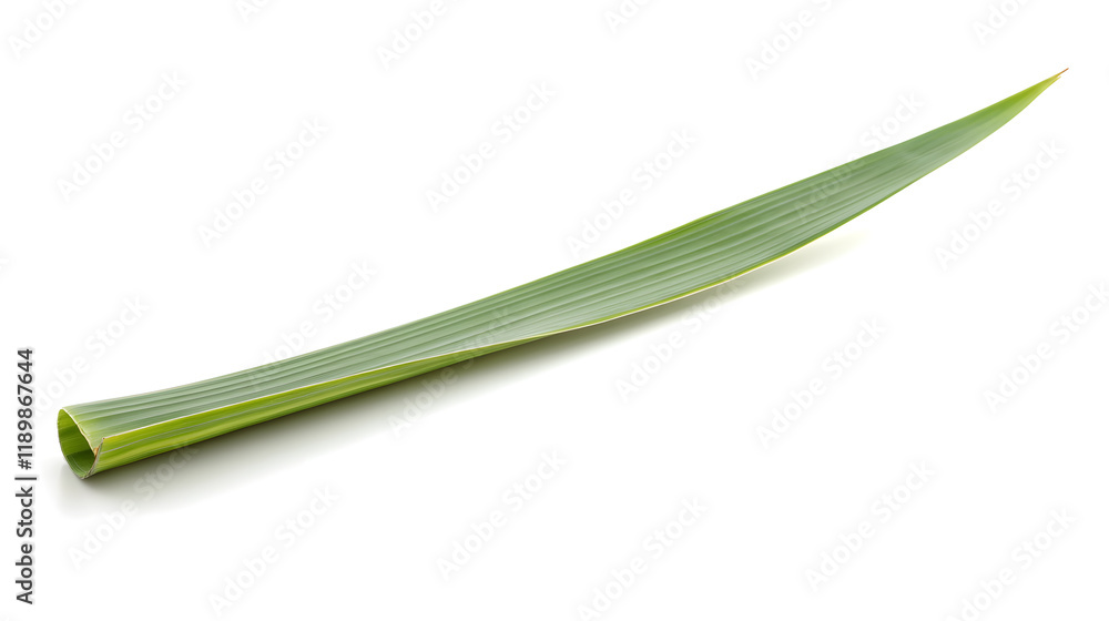 Single, long, green leaf isolated on a white background. The leaf is slightly curled at one end, showing its texture and veins. Perfect for natural or tropical themes. Single, long, green leaf isolated on a white background. The leaf is slightly curled at one end, showing its texture and veins. Perfect for natural or tropical themes.