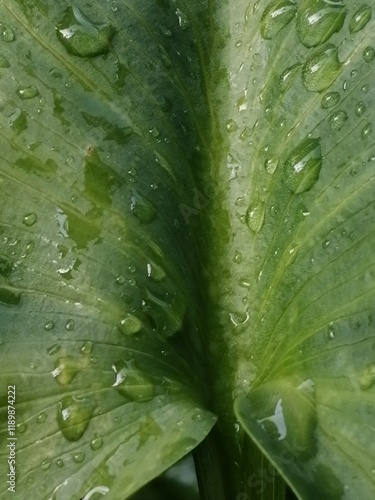 水玉