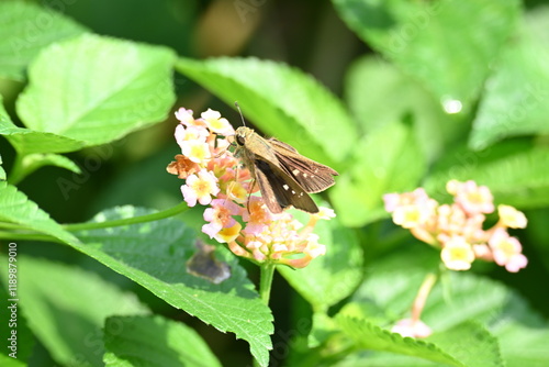 Pelopidas mathias butterfly. Its other names  dark small branded swift, small branded swift, lesser millet skipper and  black branded swift. This is a butterfly belonging to the family Hesperiidae.  photo