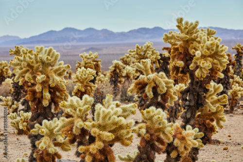 Fotografía Cactus garden in Joshua Tree National Park near Palm Springs California