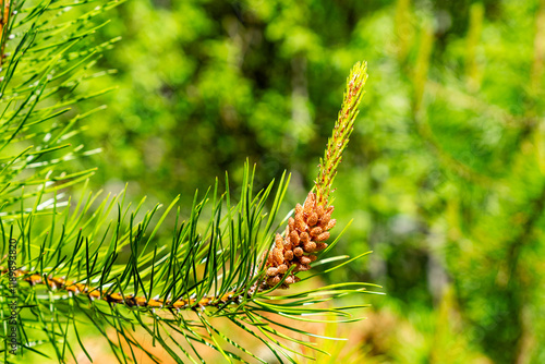 Closeup of the early stage of the pollen cones or catkins of the Loblolly Pine tree in Canada forest in summer time photo