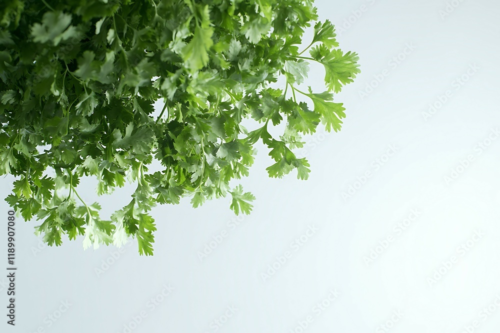 parsley in a bowl on a white background parsley in a bowl on a white background