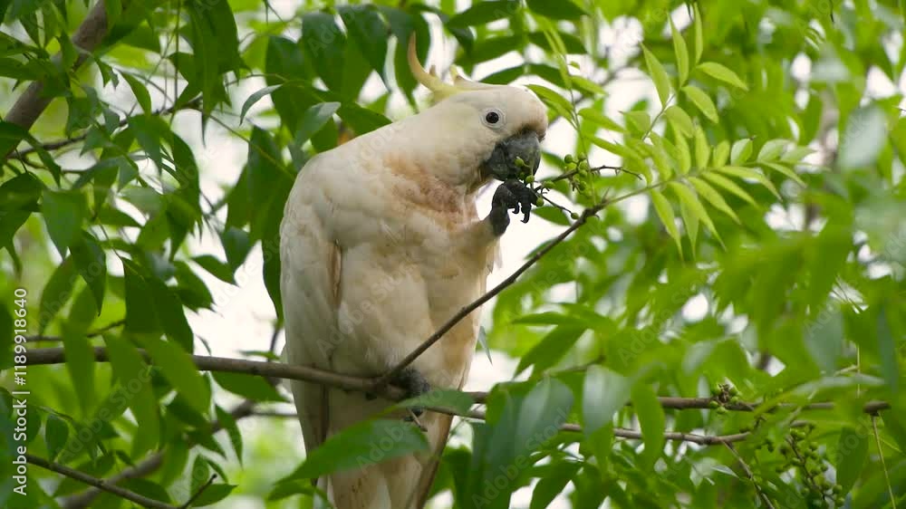 Cockatoo parrot sitting and eating seeds on tree branch in Australia. Big white and yellow bird with nature green background Cockatoo parrot sitting and eating seeds on tree branch in Australia. Big white and yellow bird with nature green background