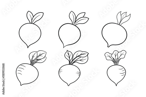 Radish (Raphanus sativus) design, labeled line art vector illustration