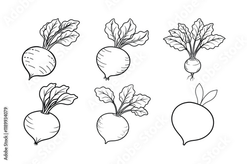 Radish (Raphanus sativus) design, labeled line art vector illustration