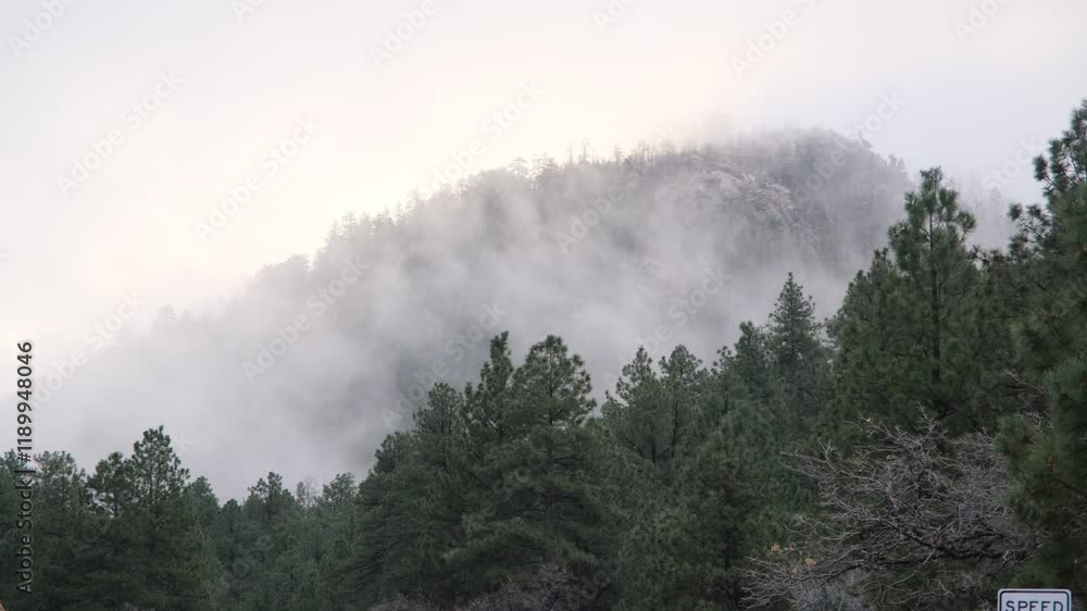 fog blowing through the trees in the mountains fog blowing through the trees in the mountains