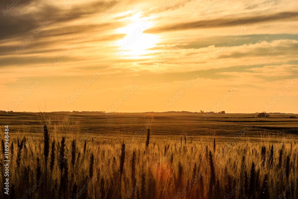 Fototapeta premium A field of golden wheat with a bright sun in the sky