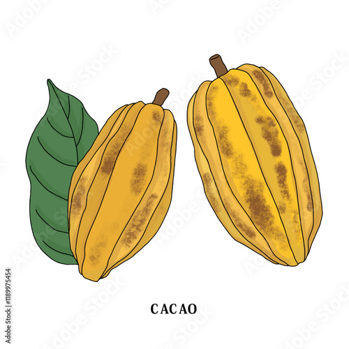 カカオ豆の線画のイラスト