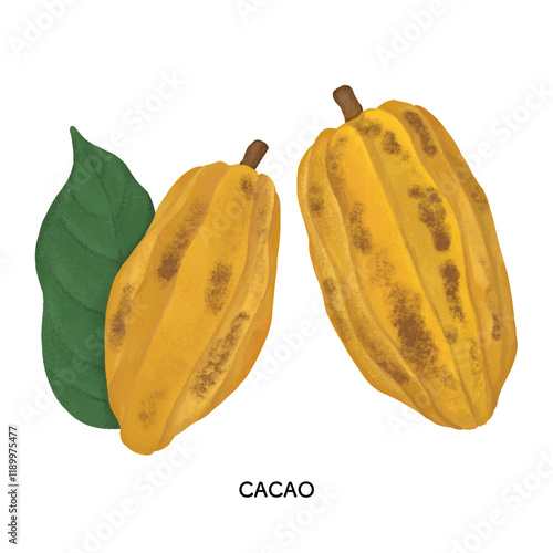 カカオ豆の色鉛筆タッチのイラスト