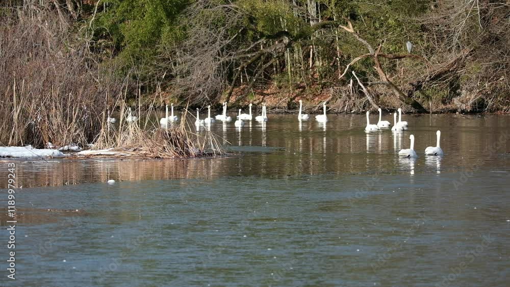 The scene where the swans take flight