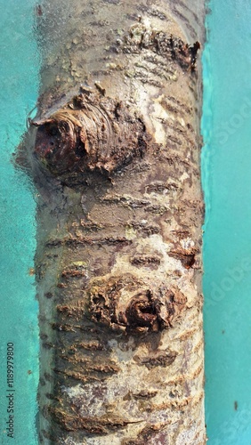 A severed branch from a tree that has fallen into an outdoor swimming pool photo