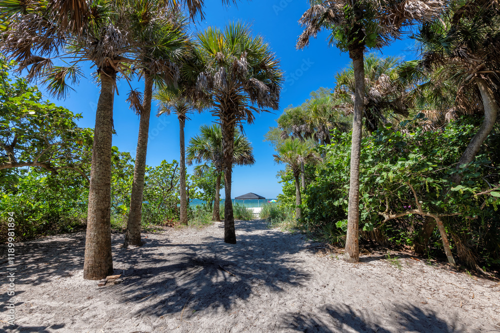 Palm trees in the beach in tropical island in sunny day. Summer vacation and tropical beach concept.