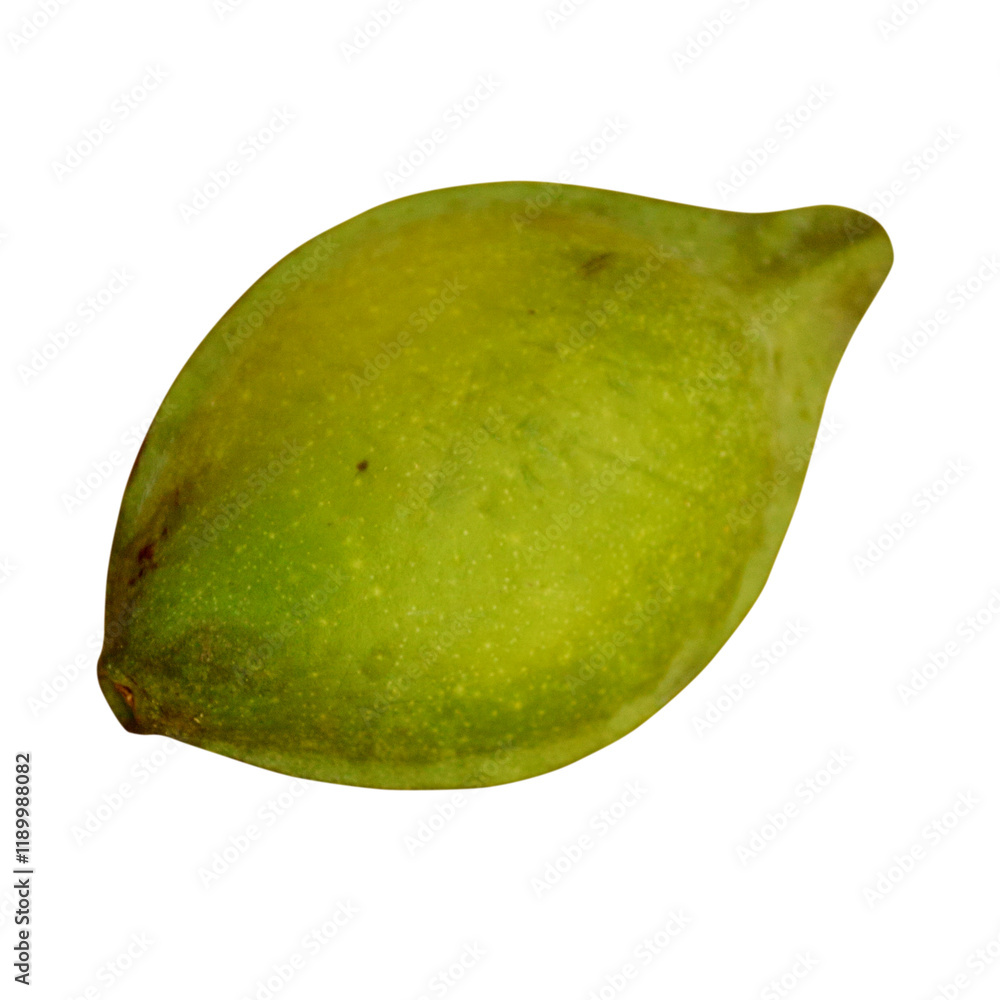 Nature single Terminalia Catappa with transparent background