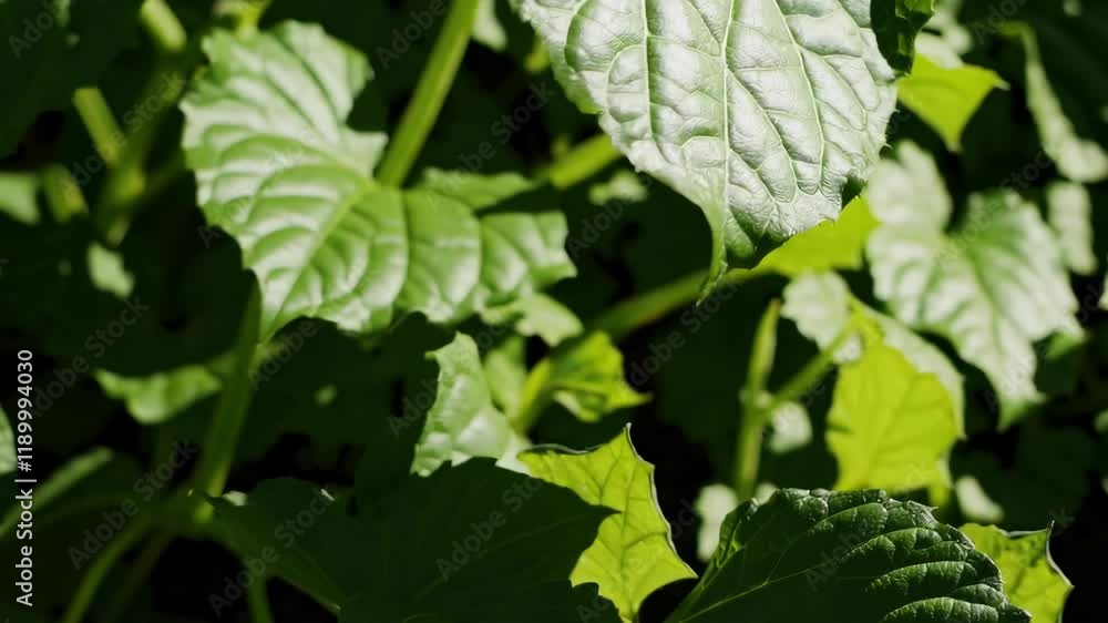 Nature of green leaf in garden at summer. Natural green leaves plants using as spring background Nature of green leaf in garden at summer. Natural green leaves plants using as spring background