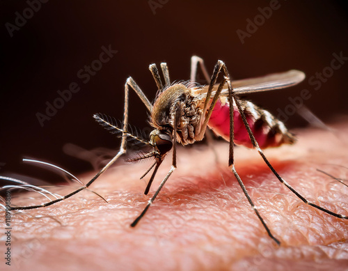 Wallpaper Mural Aedes mosquito biting and causing disease Torontodigital.ca