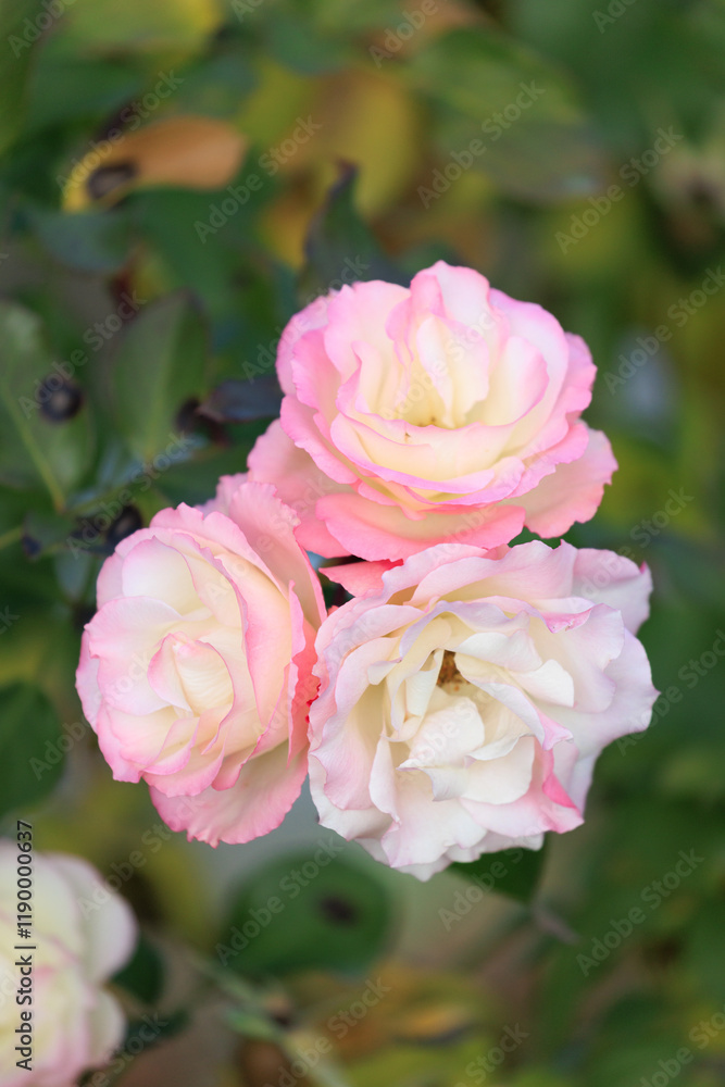 綺麗な花 綺麗な花