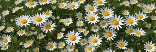 Vibrant wild chamomile and oxeye daisy meadow pattern, summer, oxeye daisy, nature, vibrant, chamomile