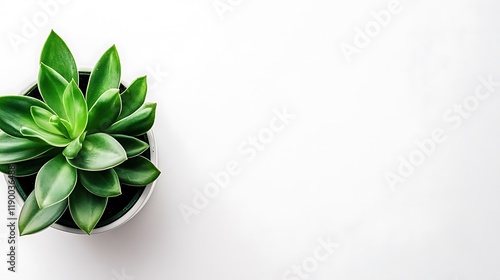 Lush Green Succulent Plant in White Pot on White Background