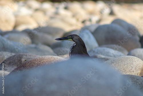 Black heron on the rocks by the river in the spring in Venezuela