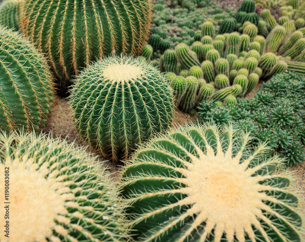Green Cactus with beautful flowers in spring Green Cactus with beautful flowers in spring