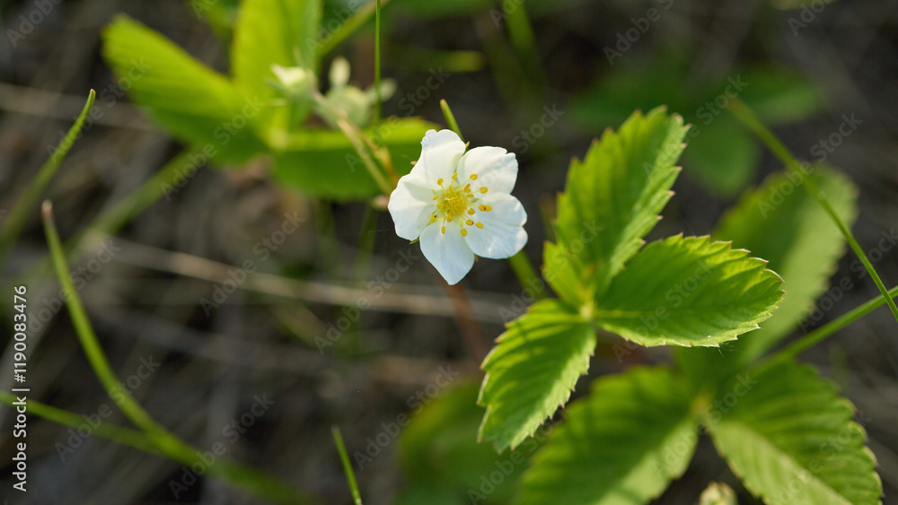 White wild strawberry flower and green leaves White wild strawberry flower and green leaves