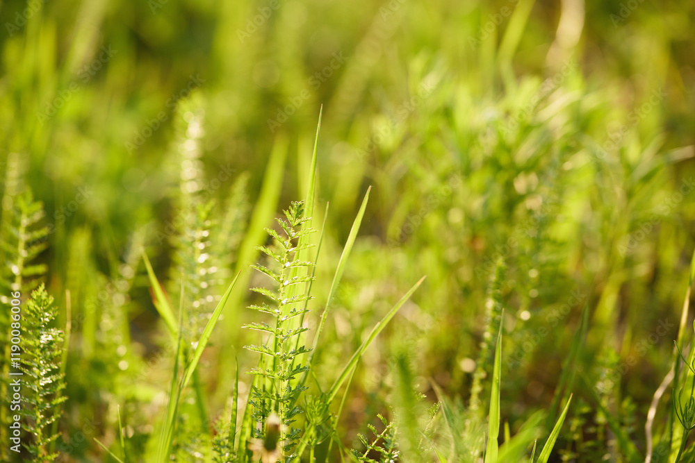 Detailed view of fresh green grass illuminated by sunlight Detailed view of fresh green grass illuminated by sunlight