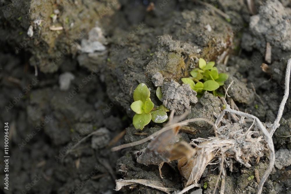 New Plant Sprouting in Dry Soil New Plant Sprouting in Dry Soil