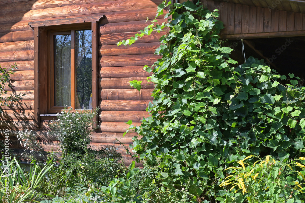 The wall of a wooden house with a window is entwined with vines. The wall of a wooden house with a window is entwined with vines.